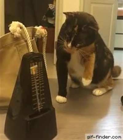 Cat periodically startled by a metronome