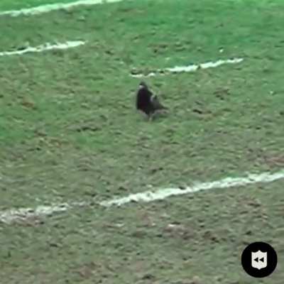 [NFL Highlights] When animals enter the gridiron&hellip;