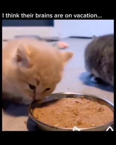 brain unavailable