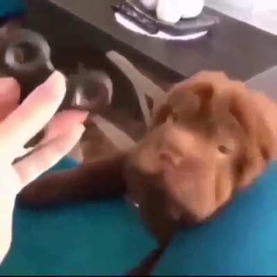 This dog knew