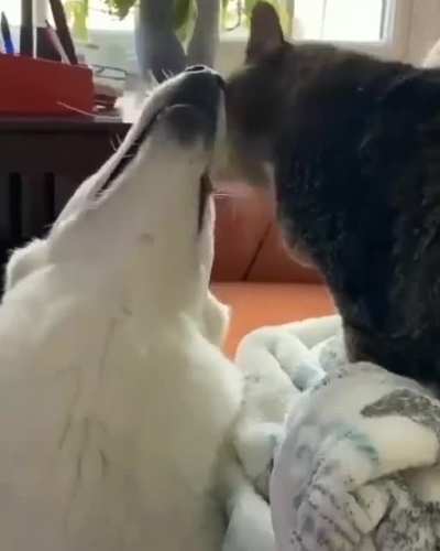 "I've taught the cat to groom me..."