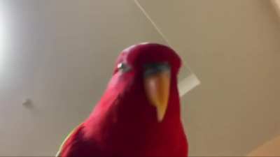 biird
