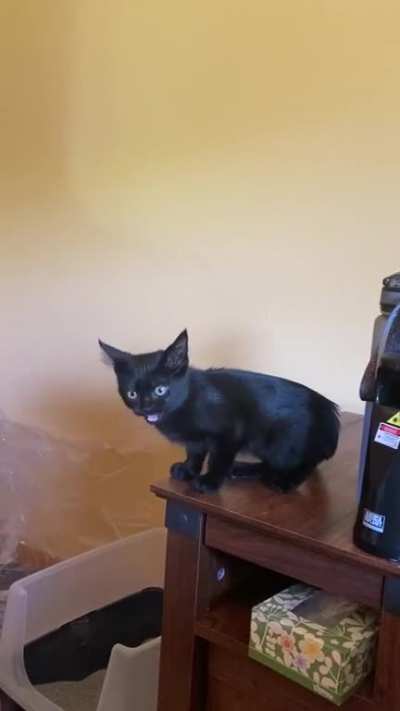 The tiniest and naughtiest foster kitten who sounds like he&rsquo;s being murdered whenever he knows food is coming!