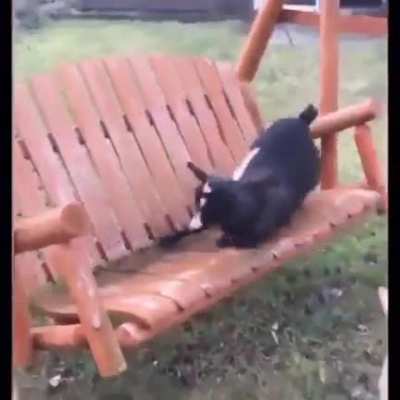 I love how goats fall or faint with little opposition