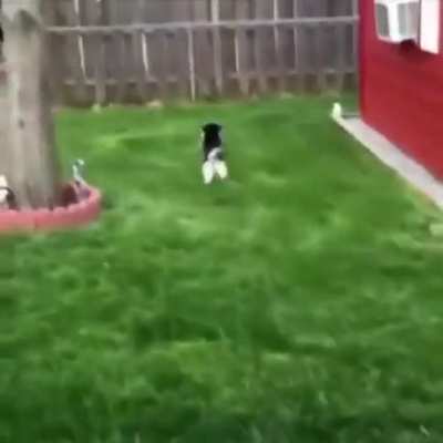 When your dog has spent too much time with the rabbits