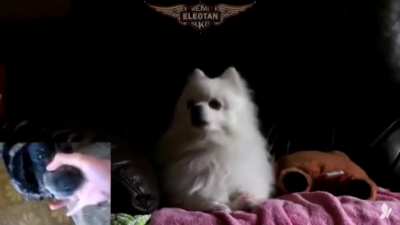 YESSSH DOGE MEME