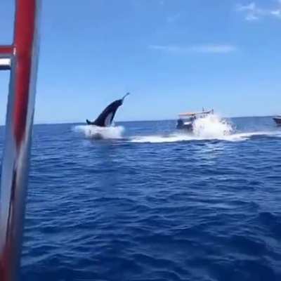 oh look, a dolphin!