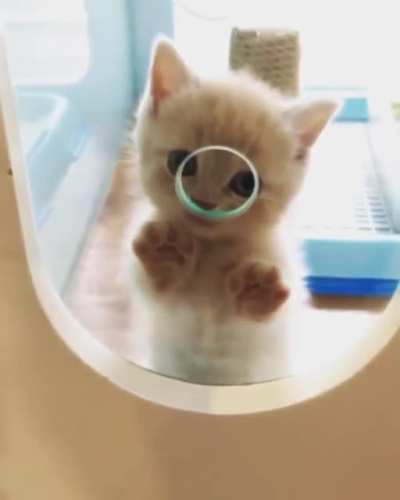 adopt me hooman