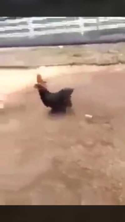 Found this on liveleak some years back