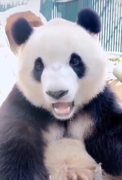 *Monch monch monch* Wait &mdash; did you hear that? *Monch monch monch*