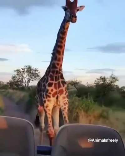 Wait wait, guys! I wanna come, too!!
