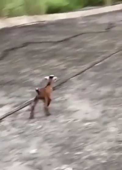 Baby goat reunites with its mom and herd after being lost overnight