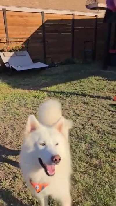 Falkors skill