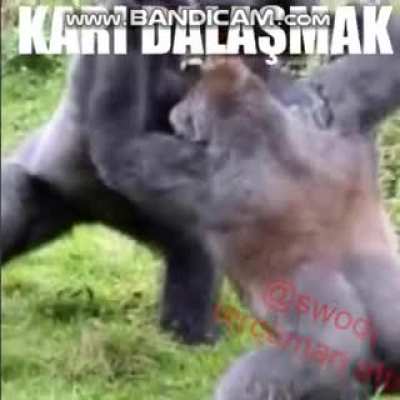 Moralim bozukken a&ccedil;ıp g&uuml;l&uuml;yorum siz de g&uuml;l&uuml;n