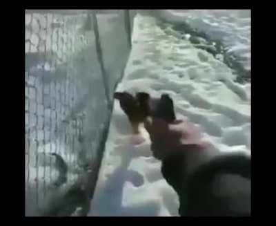 Cursed_chicken