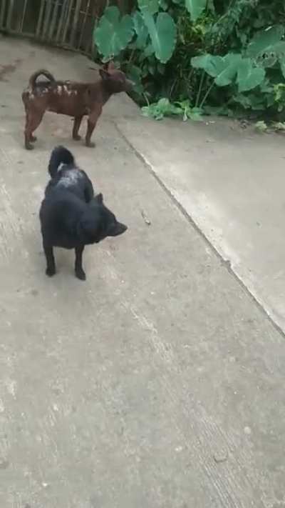 aso