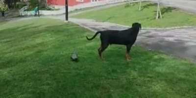 he sneak
