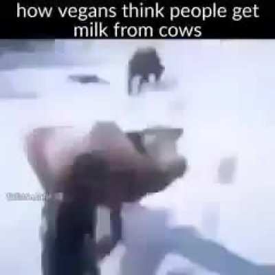 Cow lactating