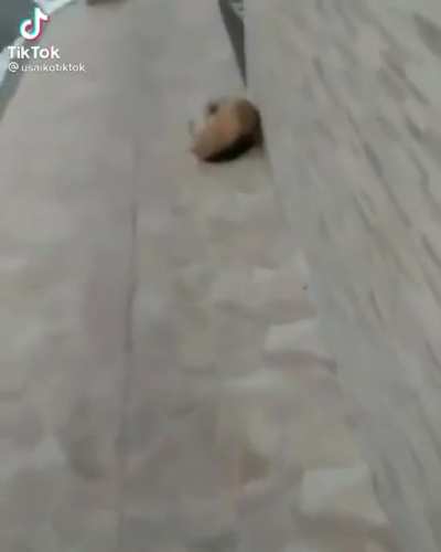 era uma pedra😭