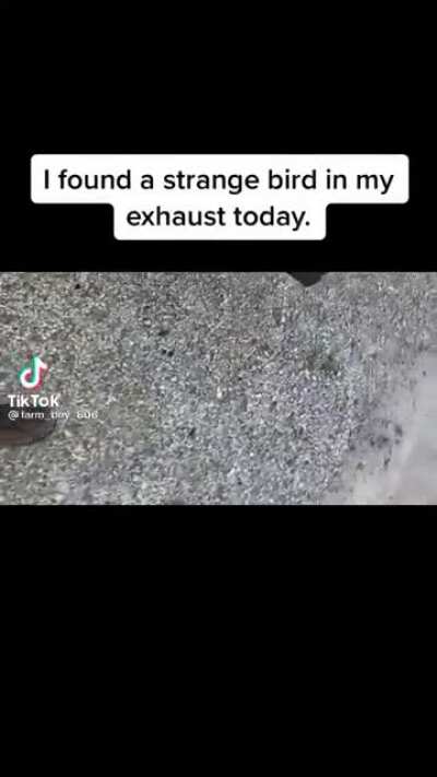 Strange bird