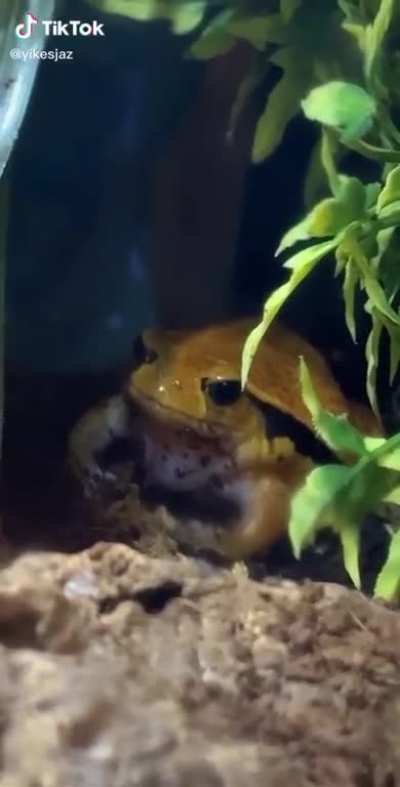 frog? absolutely