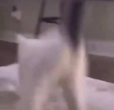 Whatct the fuck