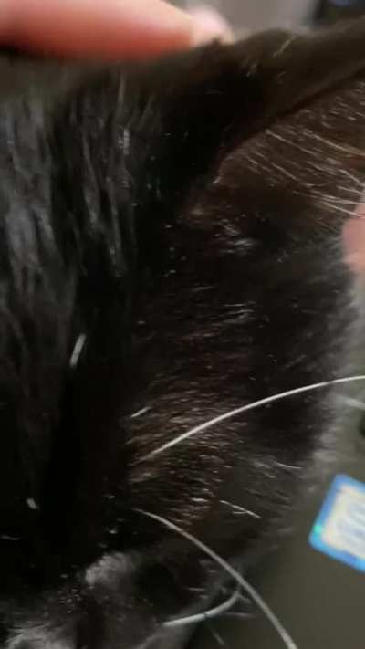 Meet Fanta! She loves a good head scratch and can purr for hours on end.