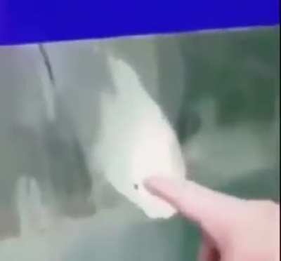 Why does he do that