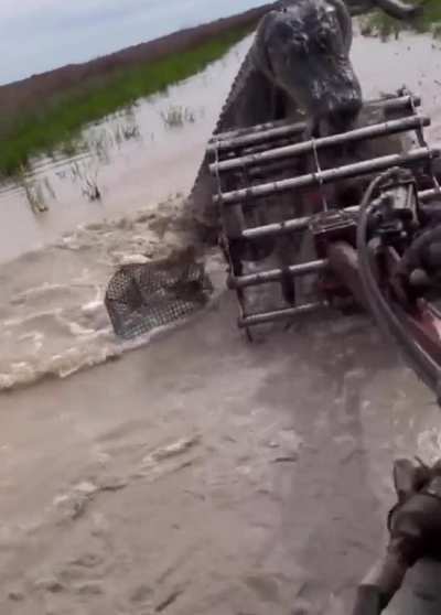Farming in Louisiana, came across a water dog