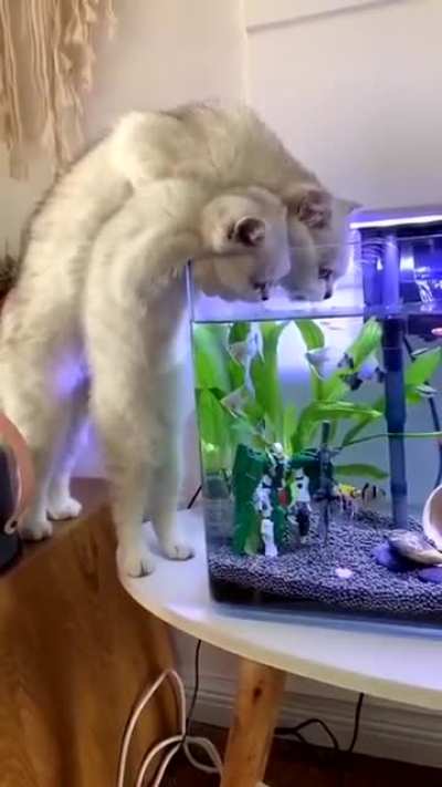 "Keep drinking son. Soon the water will be gone and we will feast!" - mama cat probably.