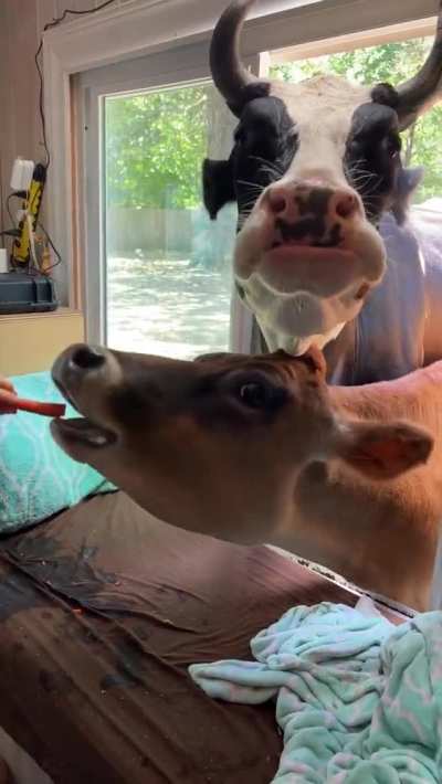 Multiple customers at the carrot drive-moo window