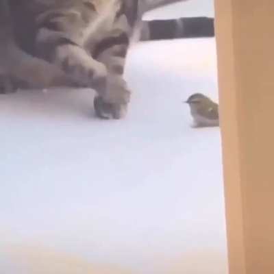 Birb
