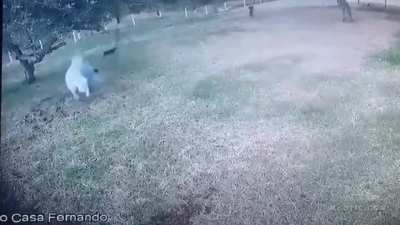 Horse Attack