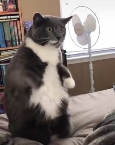 Cat has an inspiration..........