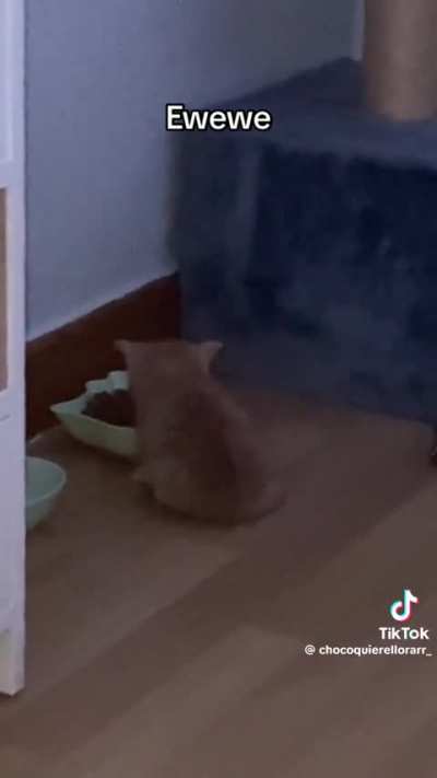 Wunk enjoys a meal