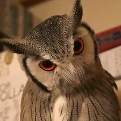 Owl transforms into combat mode when threatened