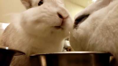 mouf