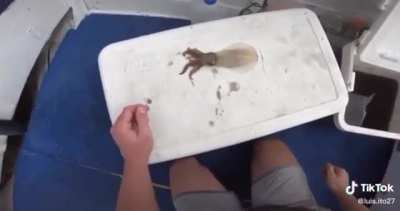 Rip squidward