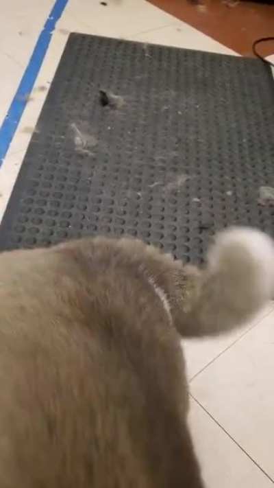 Not my dog, but my salon leaders puppy bath