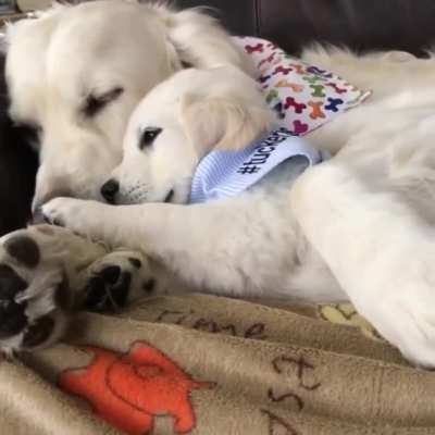 Snuggle time