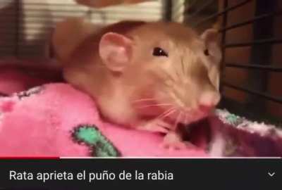 Urirel cuando