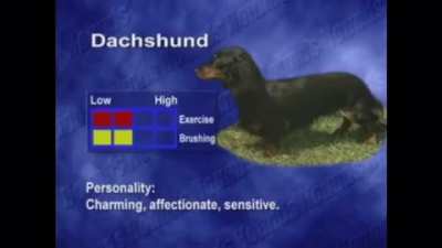 Dog stats