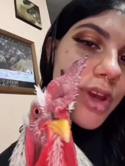 Gallo Reggaetonero