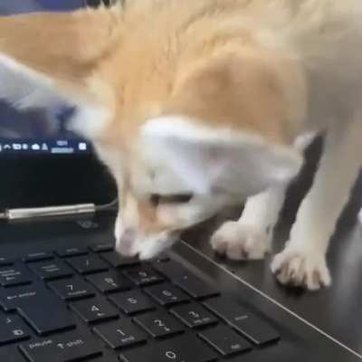 HackEAR