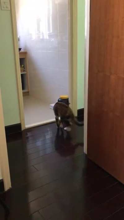 My cat people need me