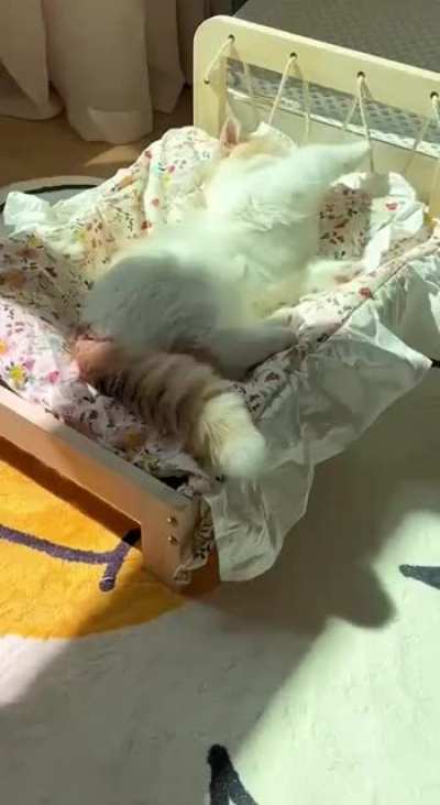 I think many even spend their days just like this cute cat❤️🥰