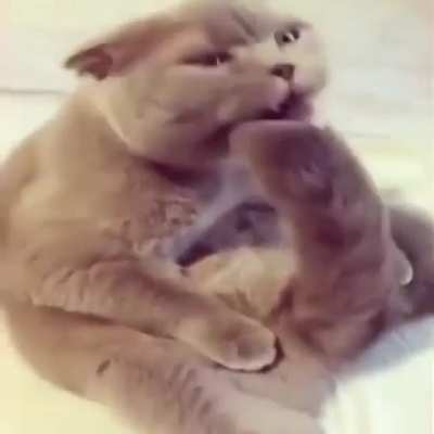 pirulinno cat
