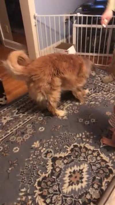 Who doesn&rsquo;t love a doofy Golden with a laser pointer?