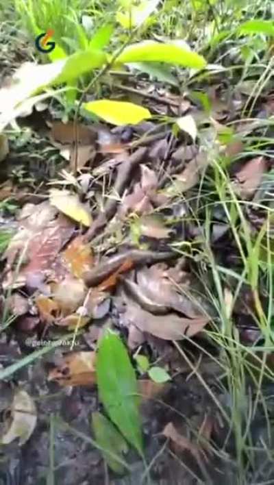 Kulit gajah pun masih bisa di sedot lintah