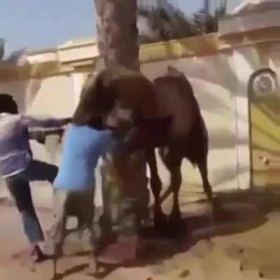 I&rsquo;m not a camel sir